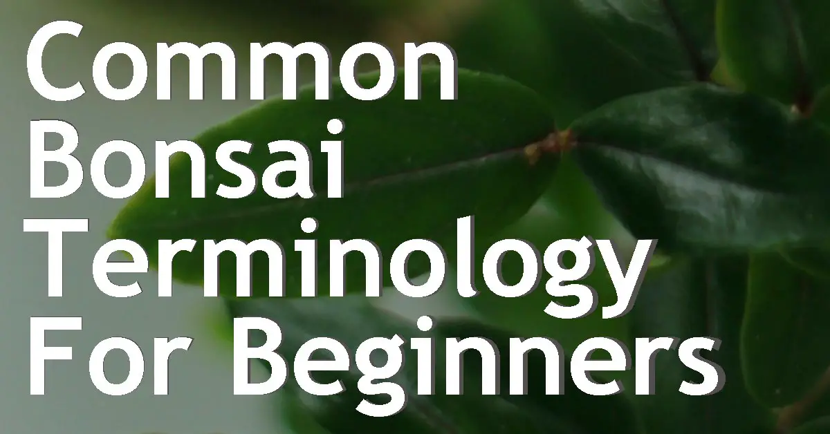 Common Bonsai Terminology For Beginners Back Garden Bonsai