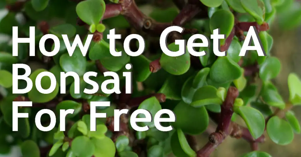 how to get a bonsai for free