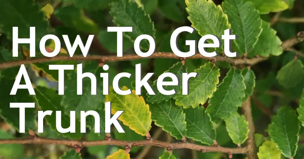 how to get a thicker trunk