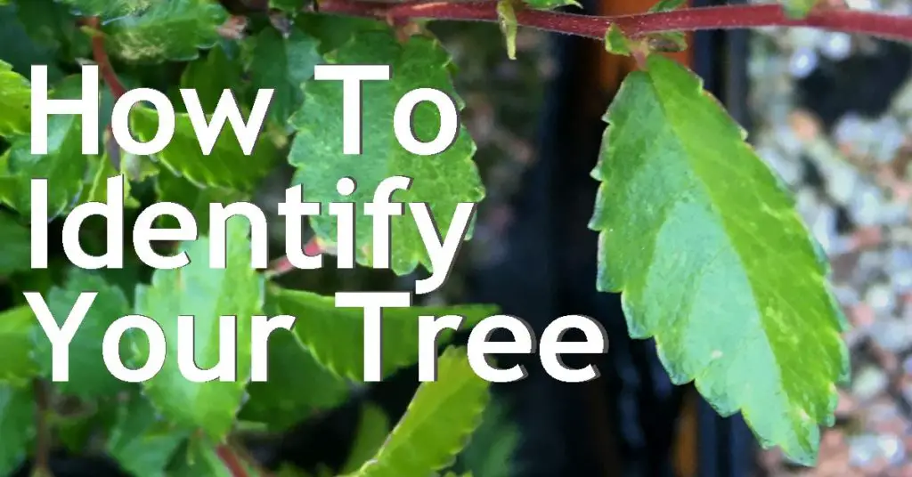 How To Identify What Species Your Bonsai Tree Is 11 how to identify your tree