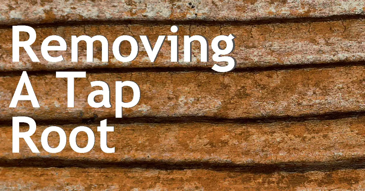 Removing A Tap Root Back Garden Bonsai