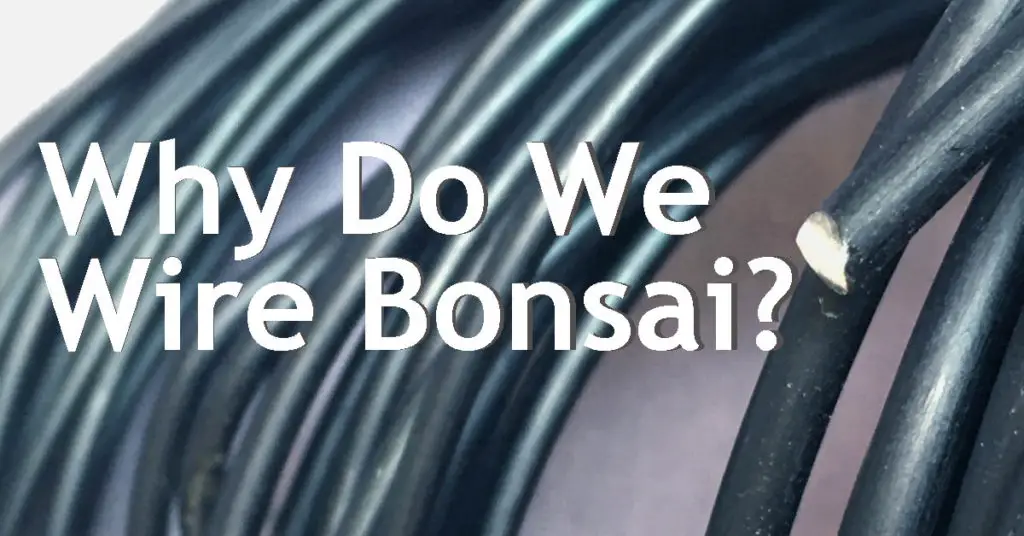 why do we wire bonsai