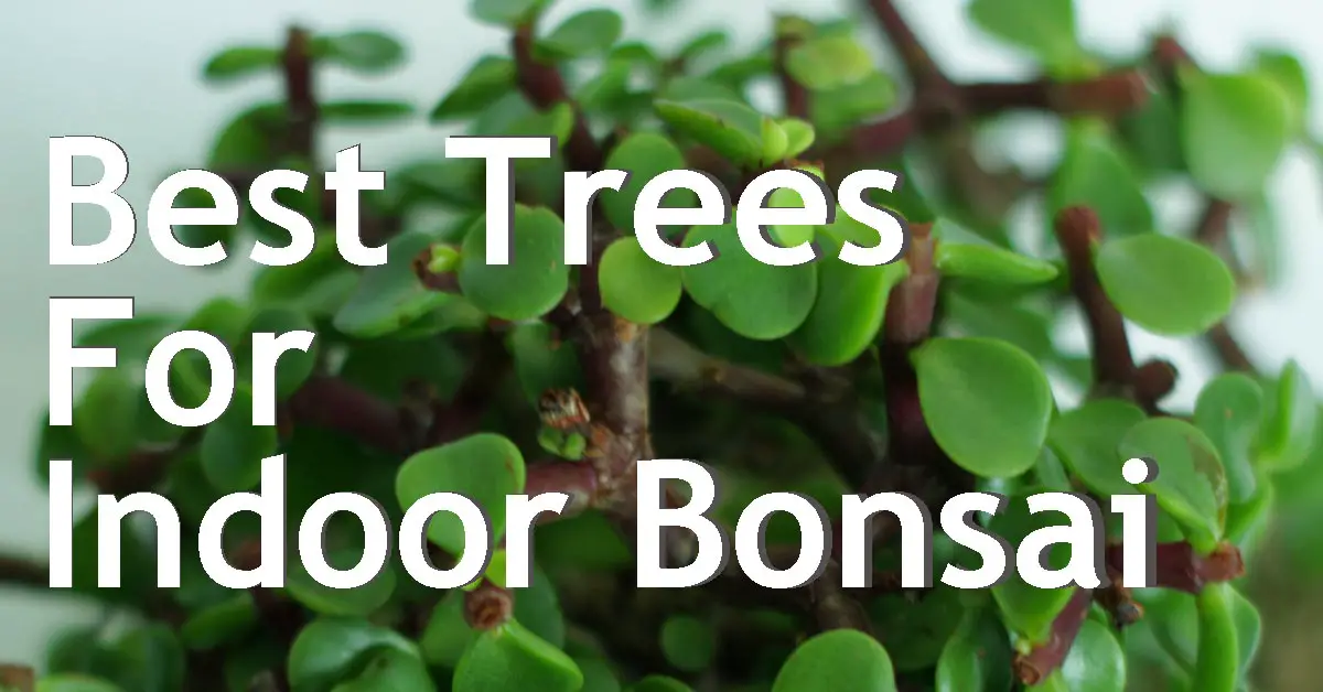 The Best Trees You Can Use For Indoor Bonsai Back Garden Bonsai
