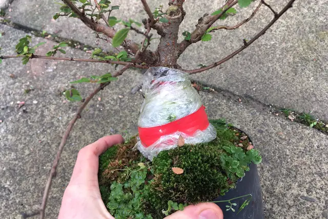 Chinese Elm Bonsai Care Guide 6 elm air layer
