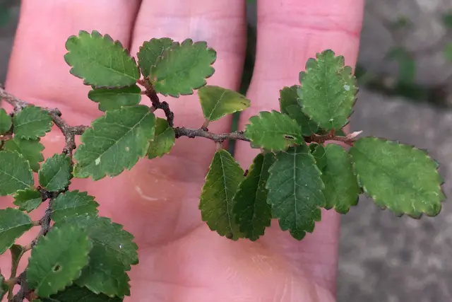 Chinese Elm Bonsai Care Guide 2 elm bonsai leaves
