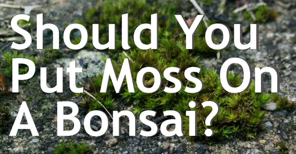 Should You Put Moss On A Bonsai? 3 should you put moss on a bonsai