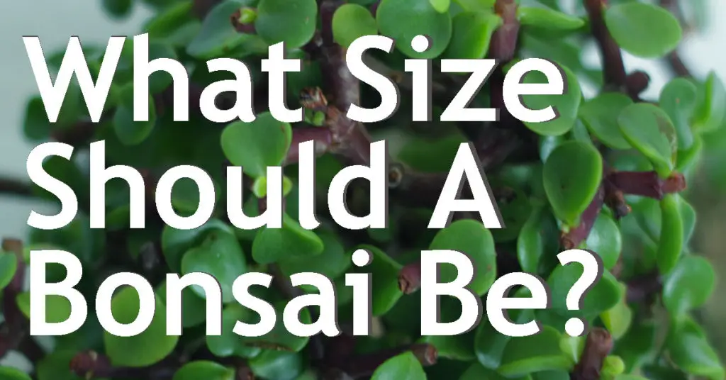 What Size Should A Bonsai Be? 1 what size should a bonsai be
