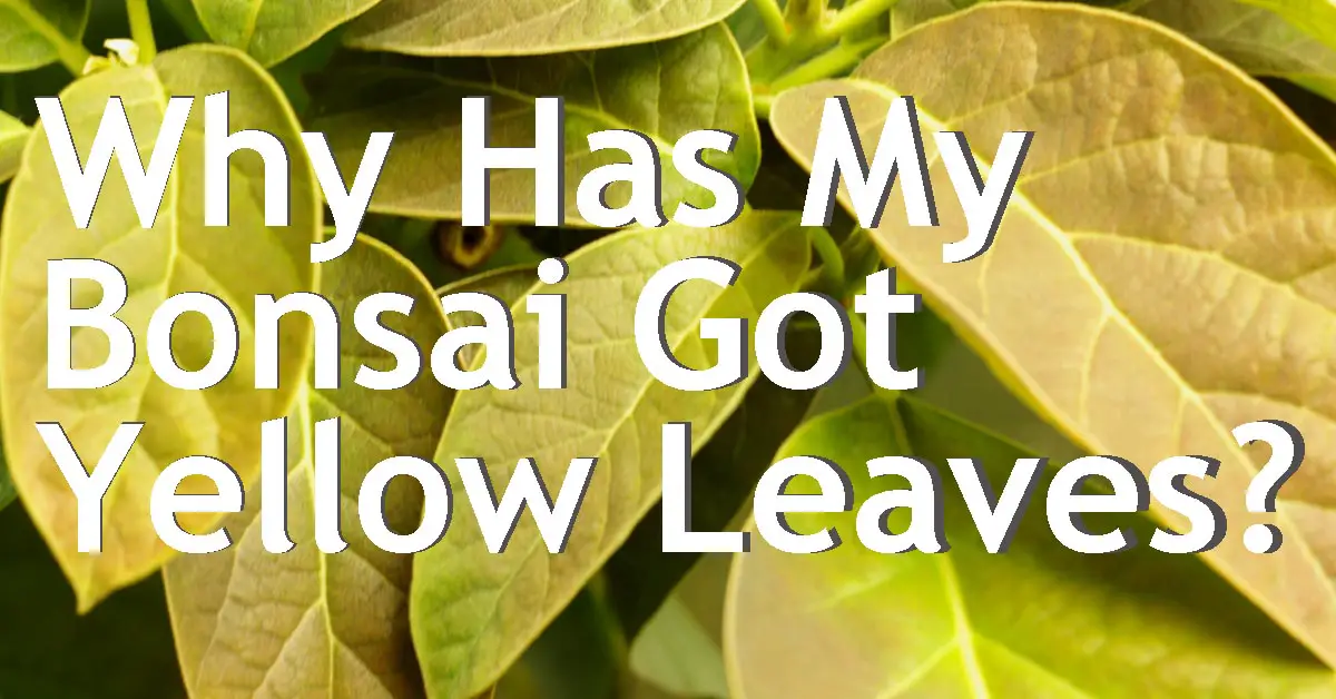 Bonsai Questions Back Garden Bonsai