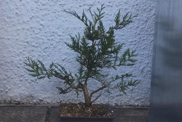 Do Bonsai Lose Their Leaves In Winter? 2 12