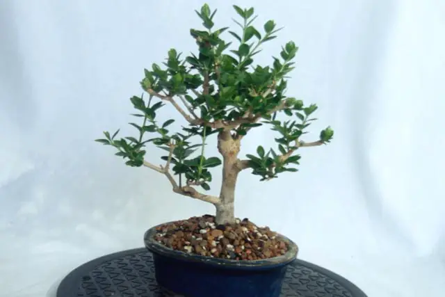 What Are The Best Species For Beginners To Use For Bonsai? 3 4