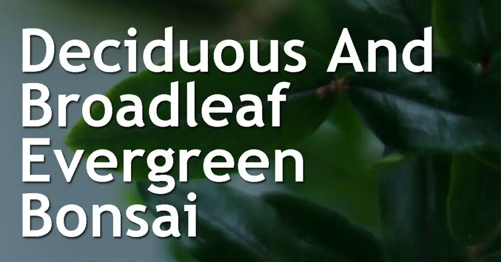 Deciduous And Broadleaf Evergreen Bonsai - A General Maintenance Calendar Guide 5 Deciduous broadleaf maintainence