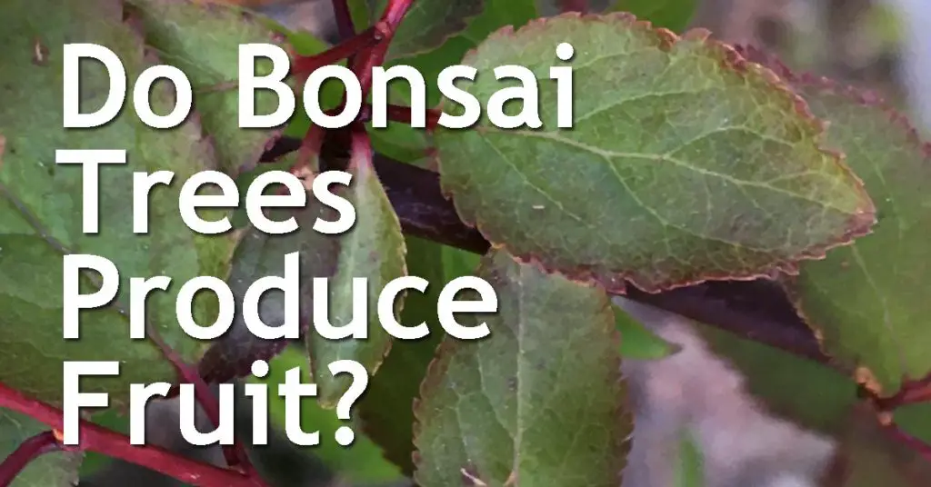 Do Bonsai Trees Produce Fruit? 17 Do Bonsai Trees Produce Fruit