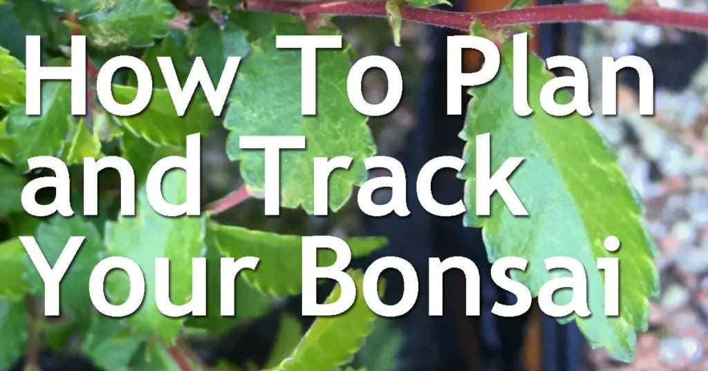 How To Plan and Track Your Bonsai 9 How To Plan and Track Your Bonsai