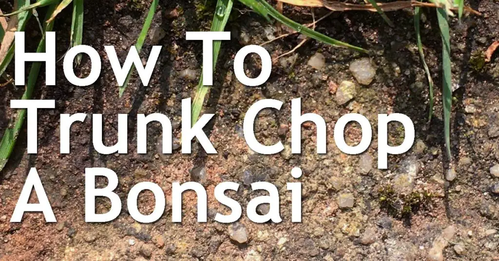How To Trunk Chop A Bonsai 7 How To Trunk Chop A Bonsai