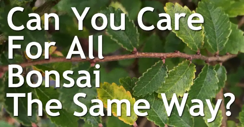 Can You Care For All Bonsai The Same Way? 19 can you care for all bonsai the same way