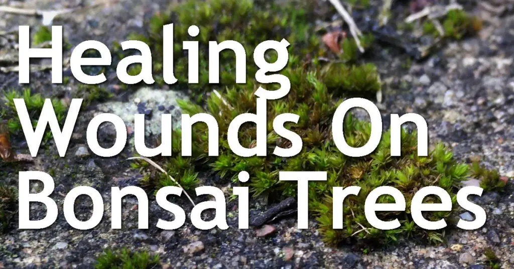 Healing Wounds On Bonsai Trees 11 healing wounds on bonsai