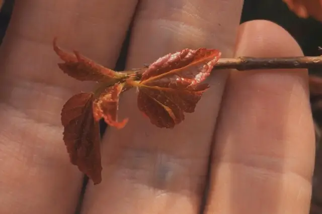 trident maple buds
