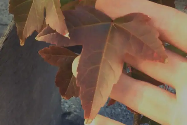 trident maple leaf