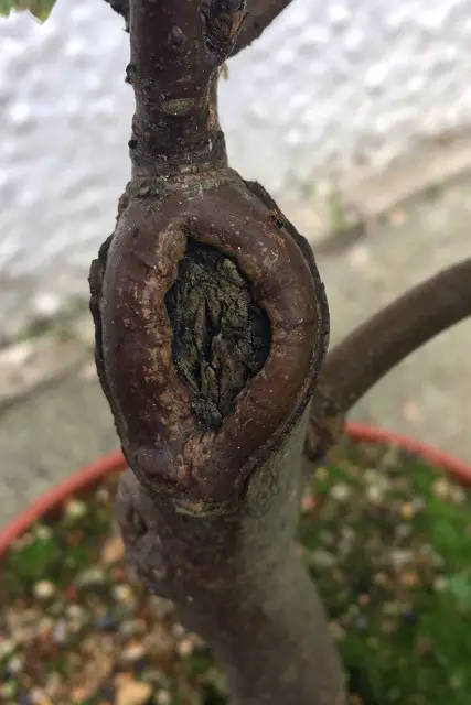 How To Trunk Chop A Bonsai 3 would healing