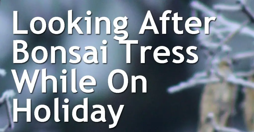 Looking After Bonsai Trees While On Holiday 3 looking after bonsai while on holiday