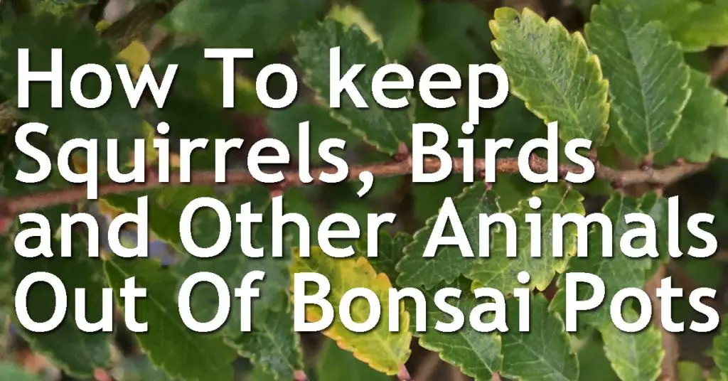 How To keep Squirrels, Birds and Other Animals Out Of Bonsai Pots 19 How To keep Squirrels Birds and Other Animals Out Of Bonsai Pots