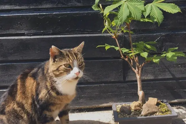 How To keep Squirrels, Birds and Other Animals Out Of Bonsai Pots 1 cat and bonsai