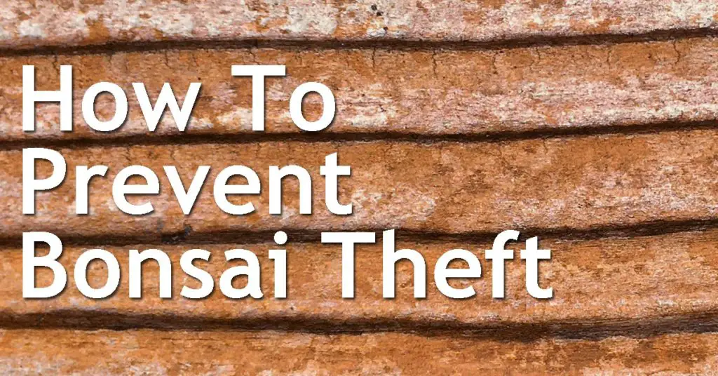 How To Prevent Bonsai Theft 1 how to prevent theft