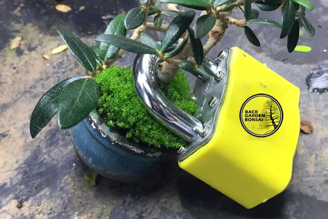 How To Prevent Bonsai Theft 1 tree therft