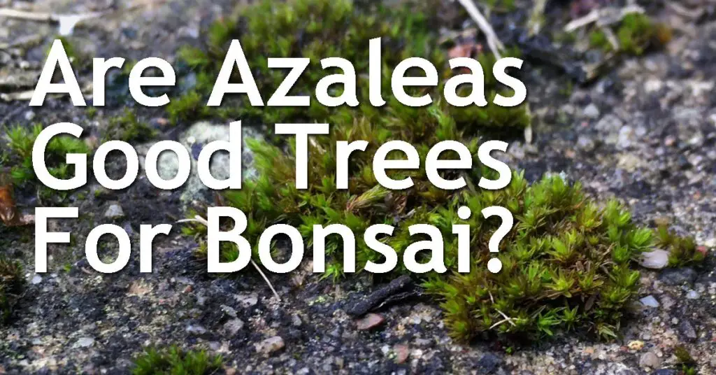 Are Azaleas Good Trees For Bonsai