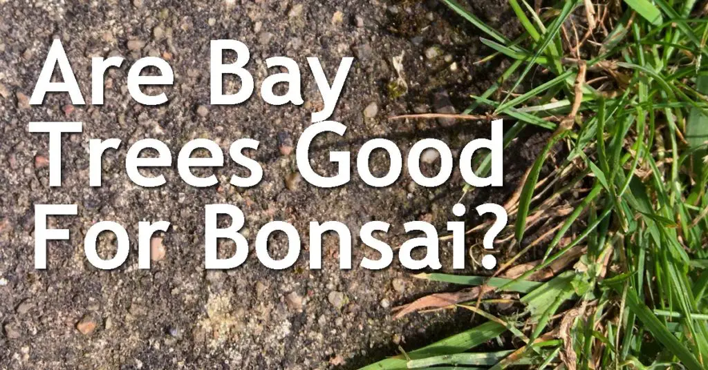Are Bay Trees Good For Bonsai