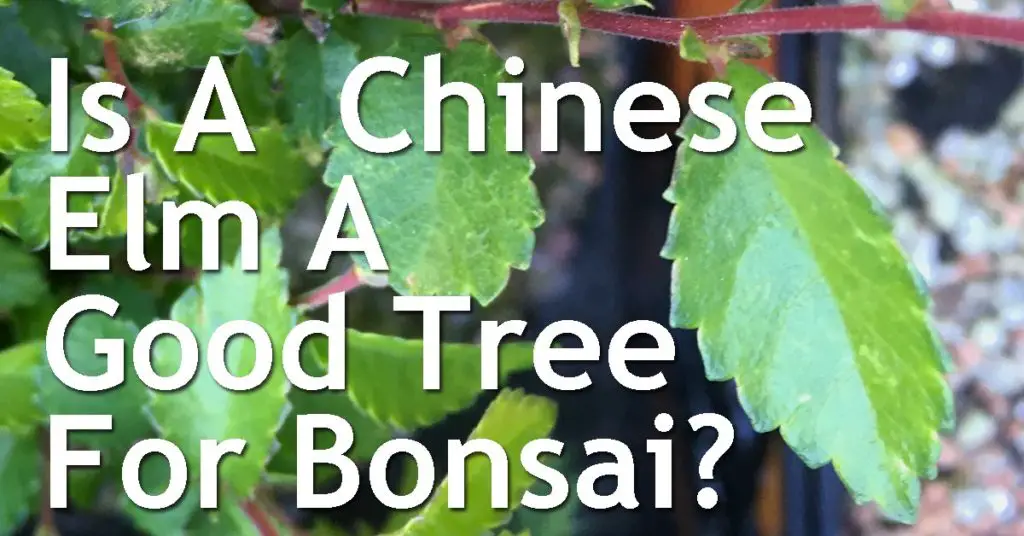 Is A Chinese Elm A Good Tree For Bonsai? 5 Is A Chinese Elm A Good Tree For Bonsai