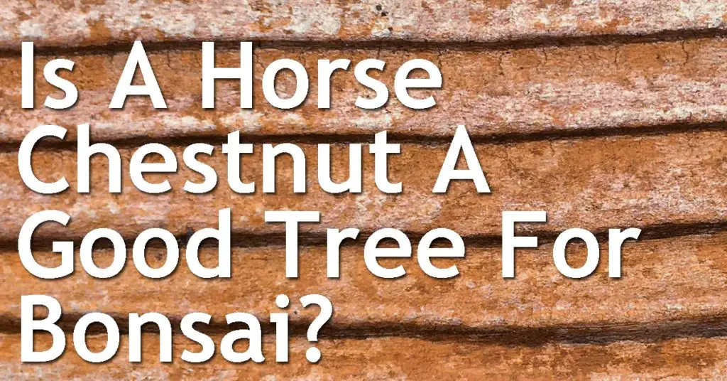 Is A Horse Chestnut A Good Tree For Bonsai? 8 Is A Horse Chestnut A Good Tree For Bonsai