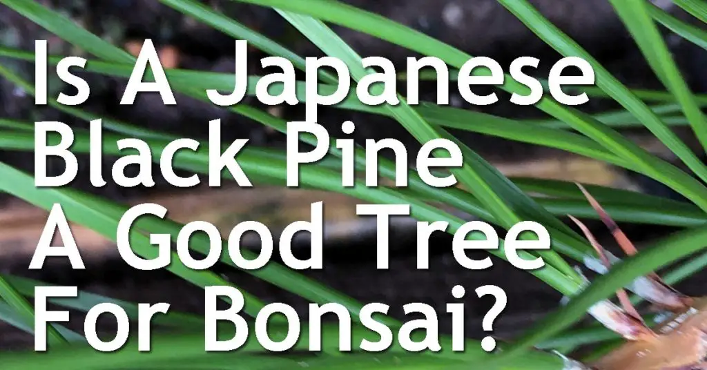 Is A Japanese Black Pine A Good Tree For Bonsai