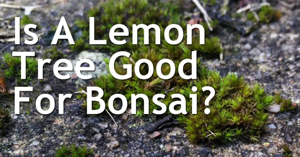 Is A Lemon Tree Good For Bonsai