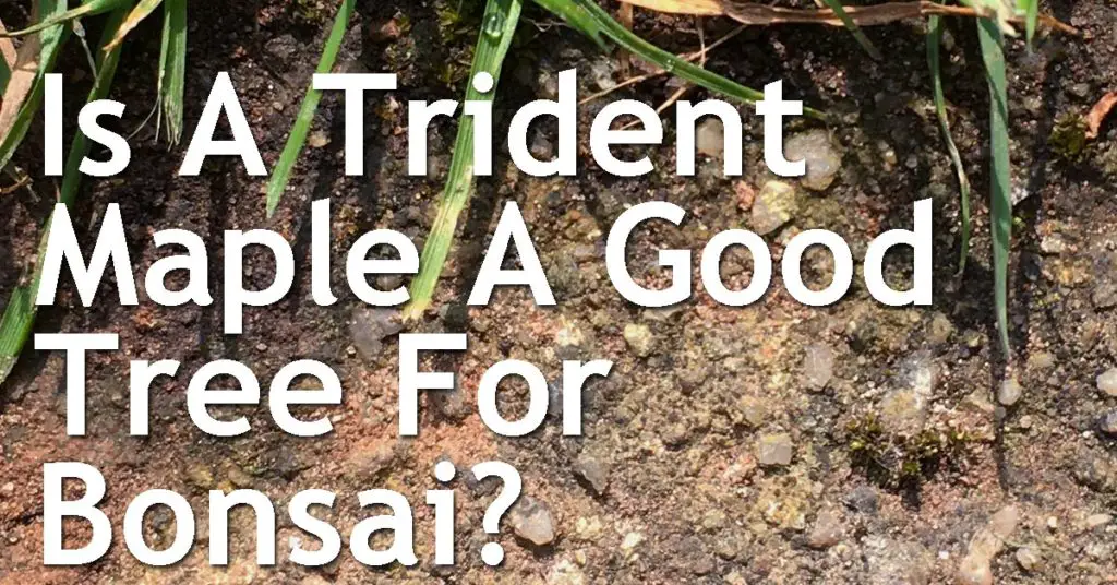 Is A Trident Maple A Good Tree For Bonsai? 1 Is A Trident Maple A Good Tree For Bonsai