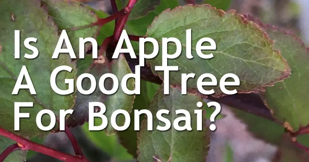 Is An Apple A Good Tree For Bonsai