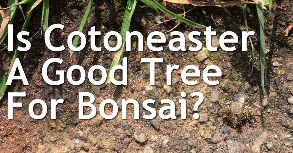 Is Cotoneaster A Good Tree For Bonsai