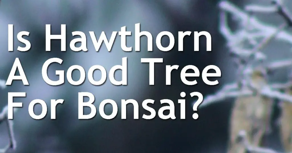 Is Hawthorn A Good Tree For Bonsai? 1 Is Hawthorn A Good Tree For Bonsai