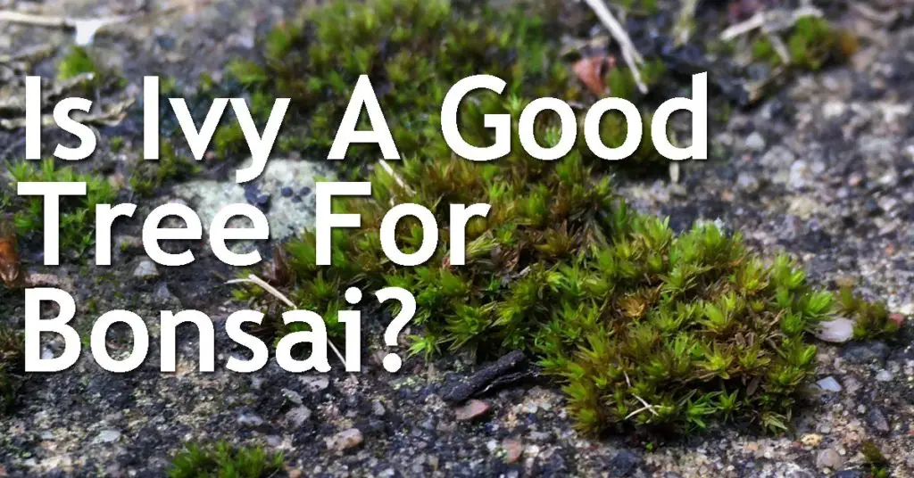 Is Ivy A Good Tree For Bonsai