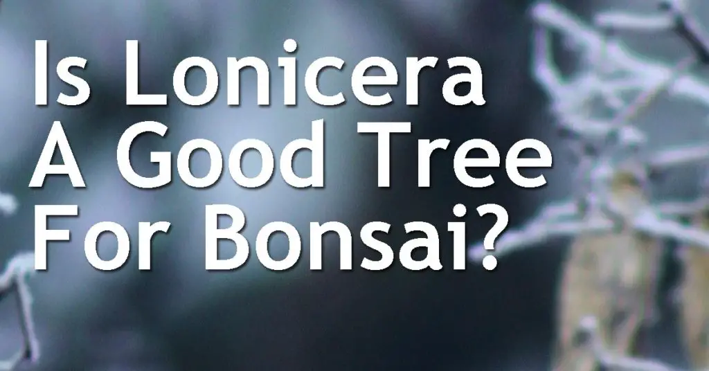 Is Lonicera A Good Tree For Bonsai
