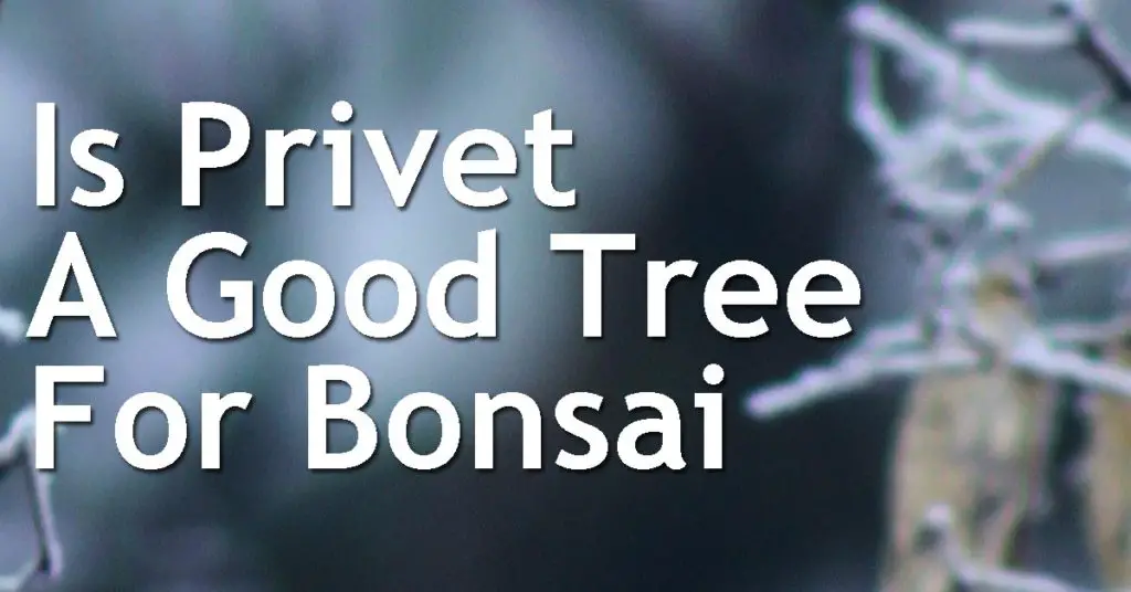 Is Privet A Good Tree For Bonsai? 5 Is Privet A Good Tree For Bonsai