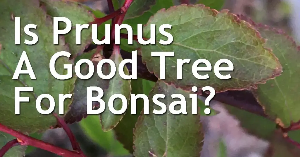 Is Prunus A Good Tree For Bonsai