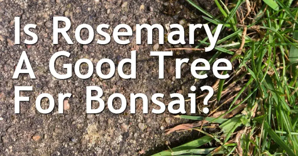 Is Rosemary A Good Tree For Bonsai