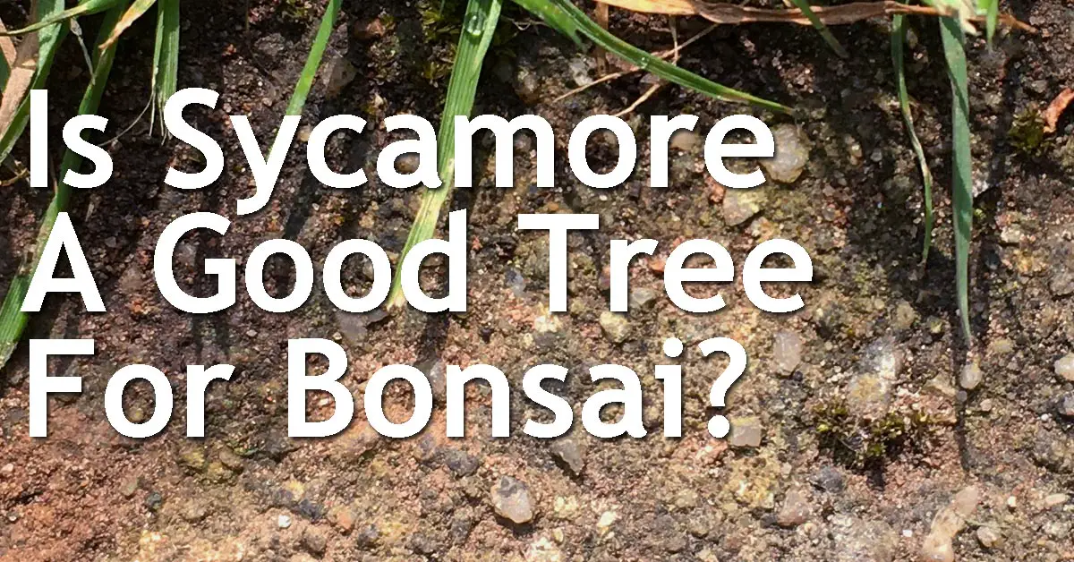 Is Sycamore A Good Tree For Bonsai? - Back Garden Bonsai