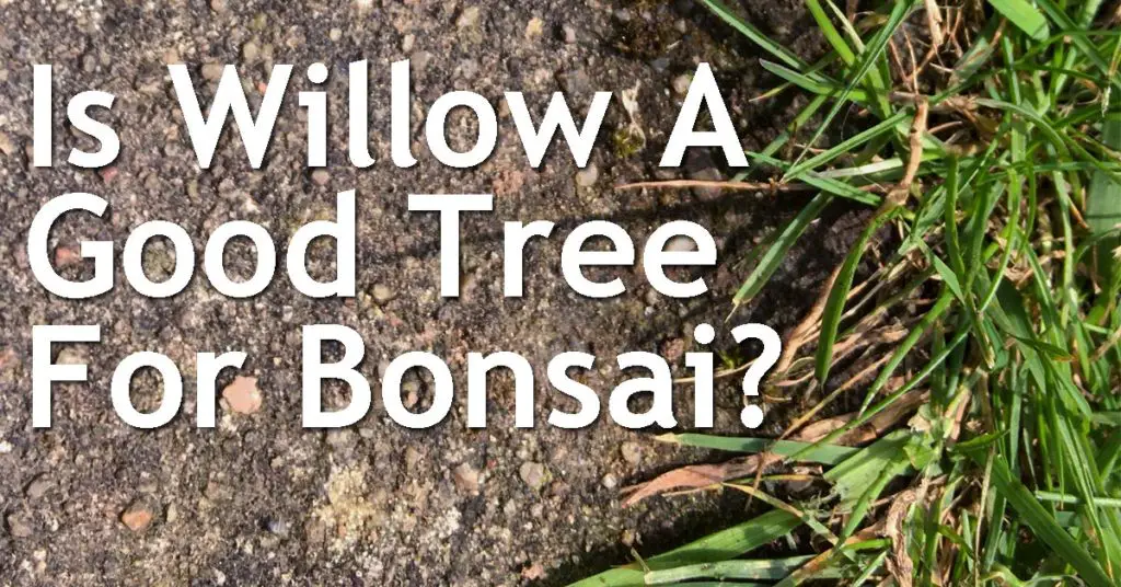 Is Willow A Good Tree For Bonsai? 7 Is Willow A Good Tree For Bonsai