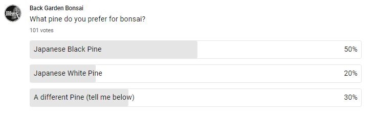 what pine do you prefer for bonsai