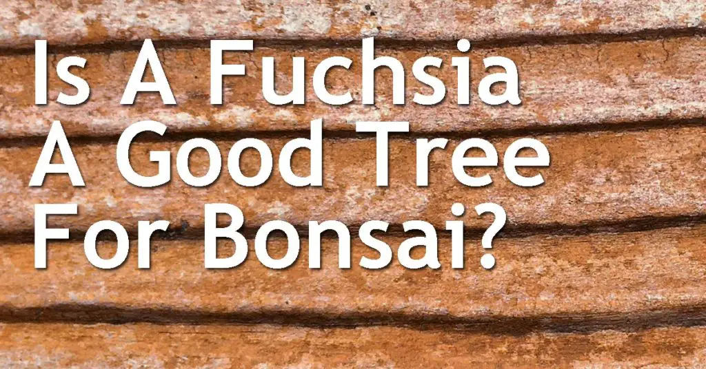 Is A Fuchsia A Good Tree For Bonsai? 5 Is A Fuchsia A Good Tree For Bonsai
