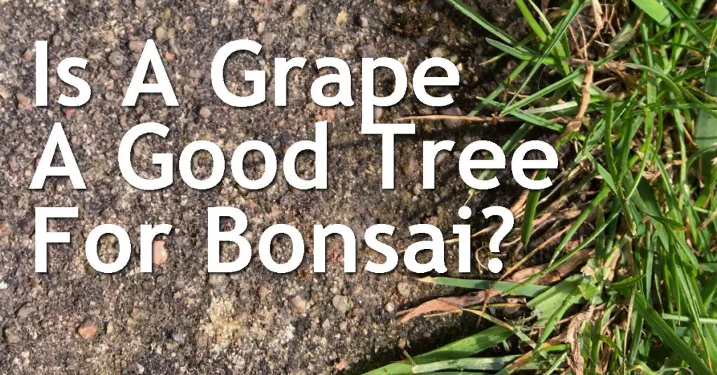 Is A Grape A Good Tree For Bonsai