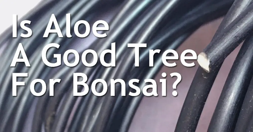 Is Aloe A Good Tree For Bonsai