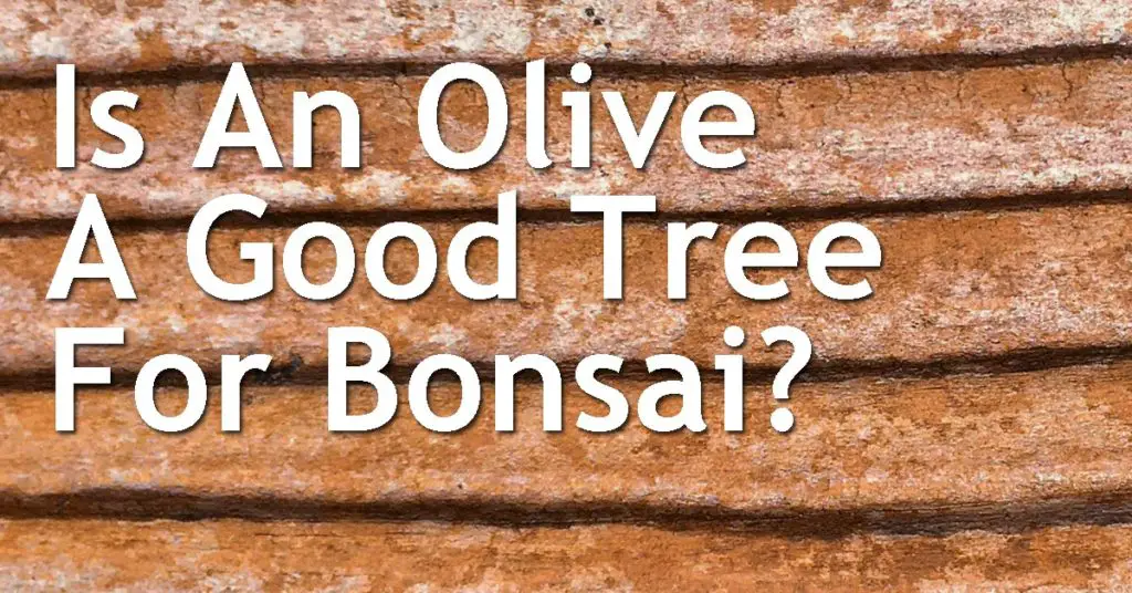 Is An Olive A Good Tree For Bonsai